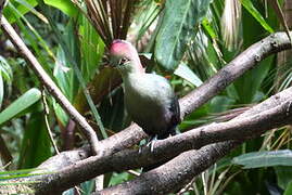 Fischer's Turaco