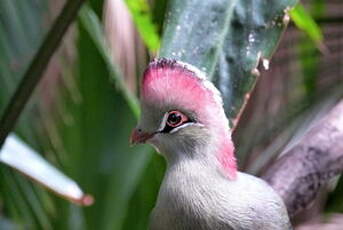 Touraco de Fischer