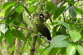 Hartlaub's Turaco