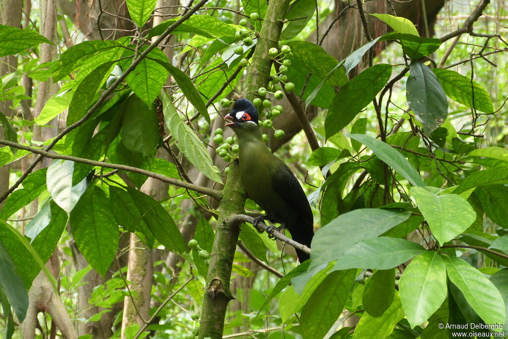 Hartlaub's Turaco