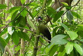 Hartlaub's Turaco