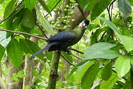 Hartlaub's Turaco