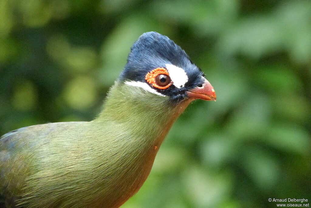 Hartlaub's Turaco