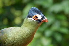 Hartlaub's Turaco