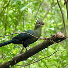 Touraco de Livingstone