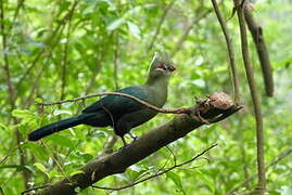 Touraco de Livingstone