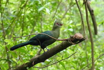 Touraco de Livingstone