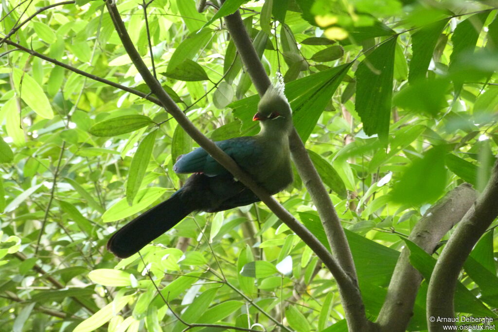 Touraco de Livingstone