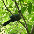 Touraco de Livingstone