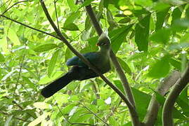 Livingstone's Turaco