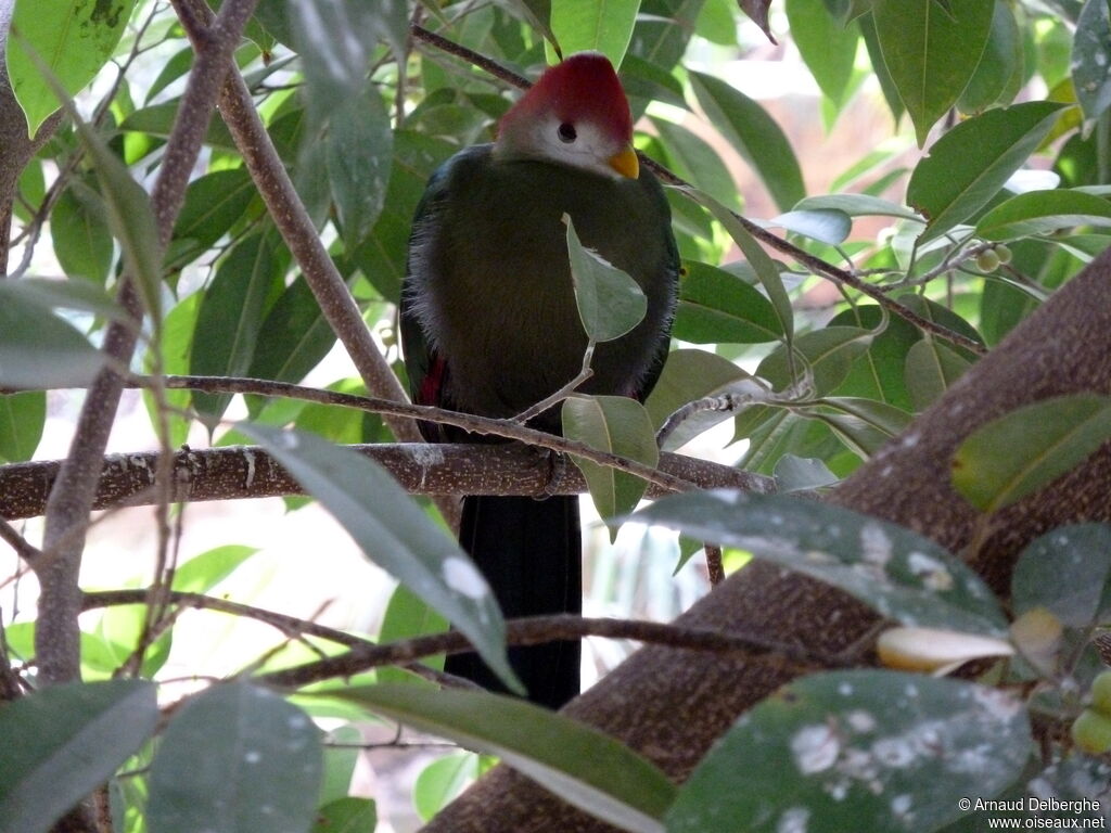 Touraco de Pauline