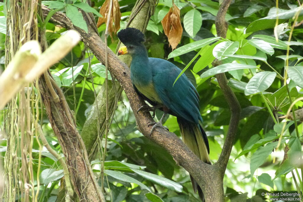 Great Blue Turaco