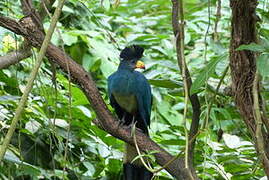 Great Blue Turaco