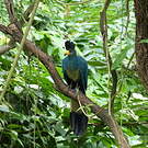 Touraco géant