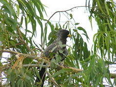 Western Plantain-eater