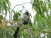 Touraco gris