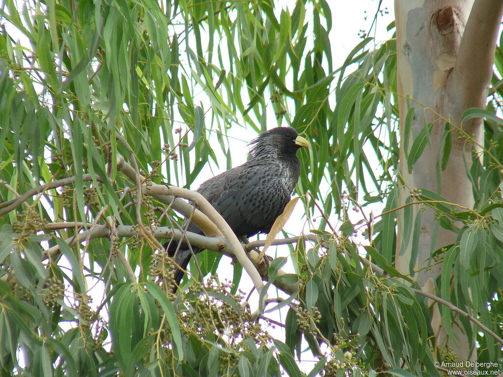 Western Plantain-eater