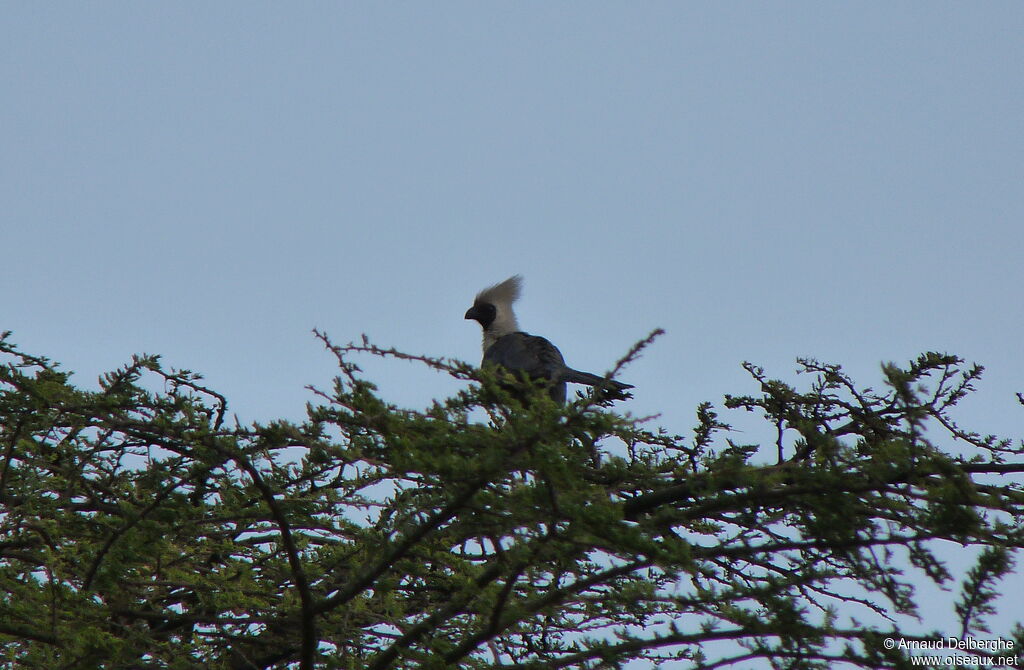 Touraco masqué