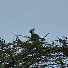 Touraco masqué