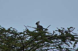 Bare-faced Go-away-bird