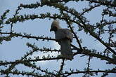 Touraco masqué