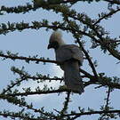 Touraco masqué