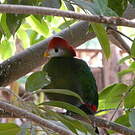 Touraco pauline