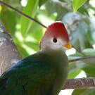 Touraco pauline