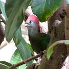 Touraco pauline