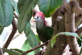 Red-crested Turaco