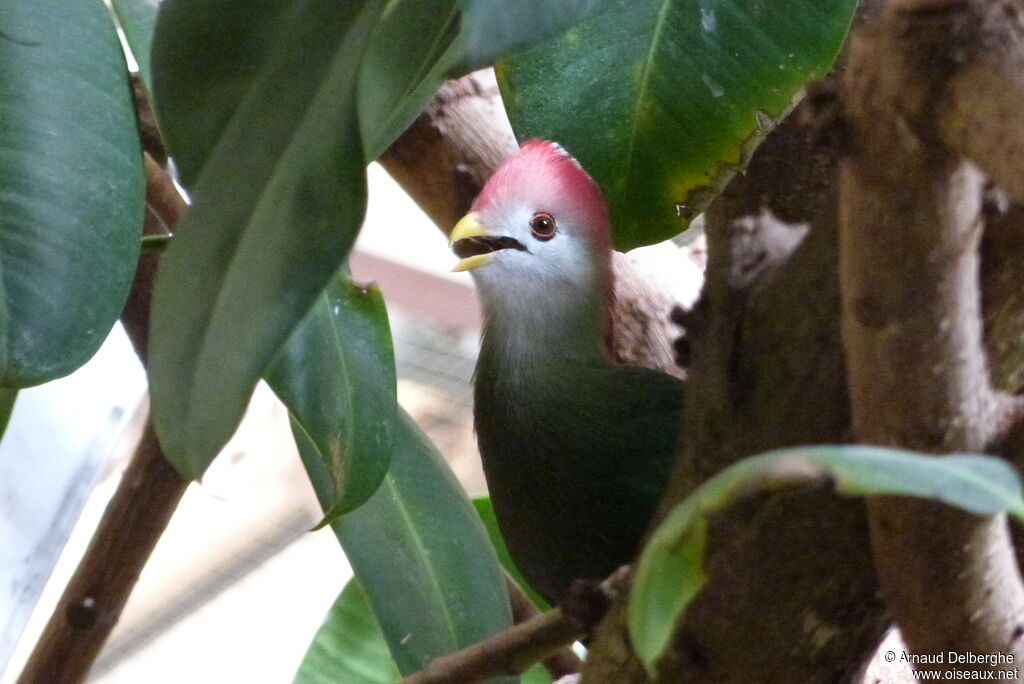 Red-crested Turaco