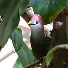 Touraco pauline