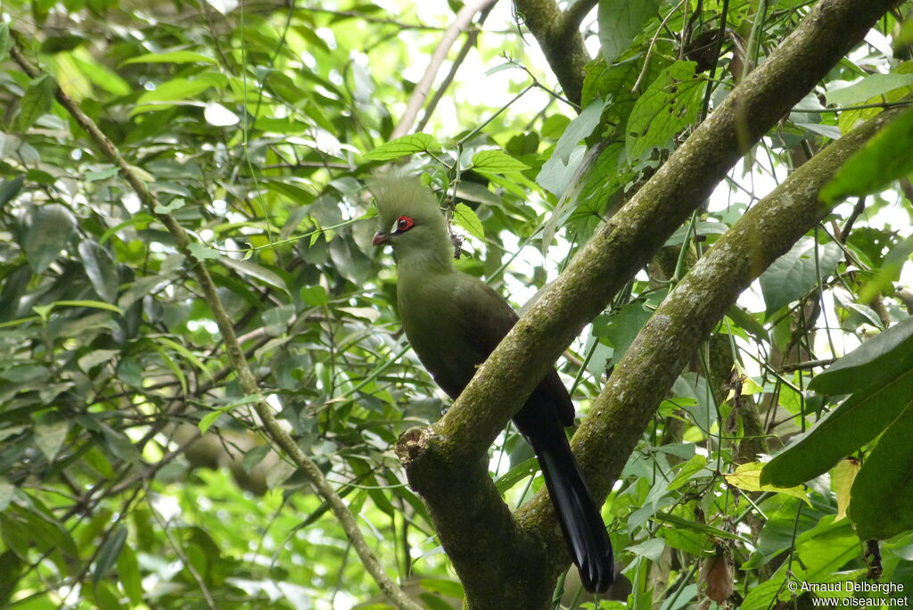 Touraco vert