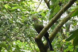 Guinea Turaco