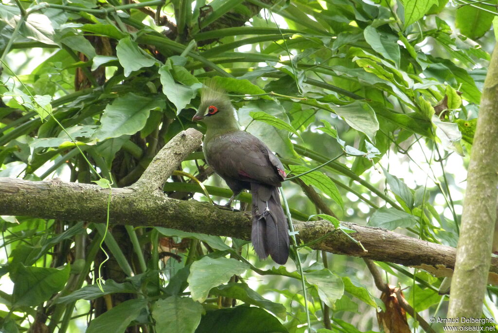 Guinea Turaco