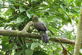 Guinea Turaco