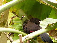 Guinea Turaco