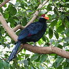 Touraco violet