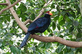 Violet Turaco