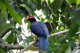 Violet Turaco