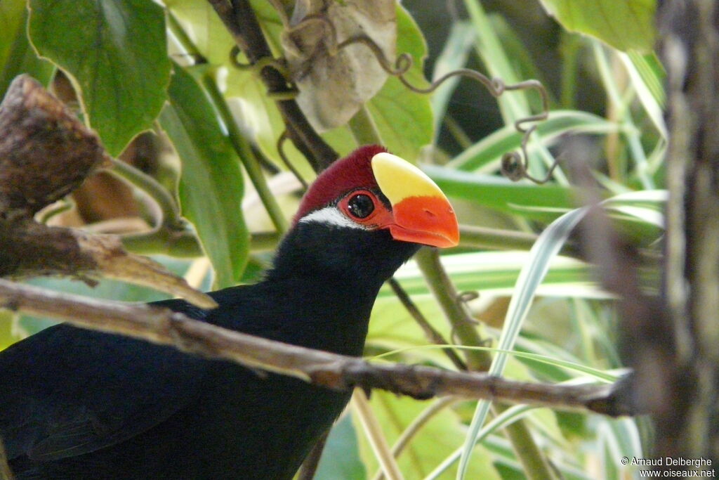 Violet Turaco