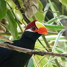 Touraco violet