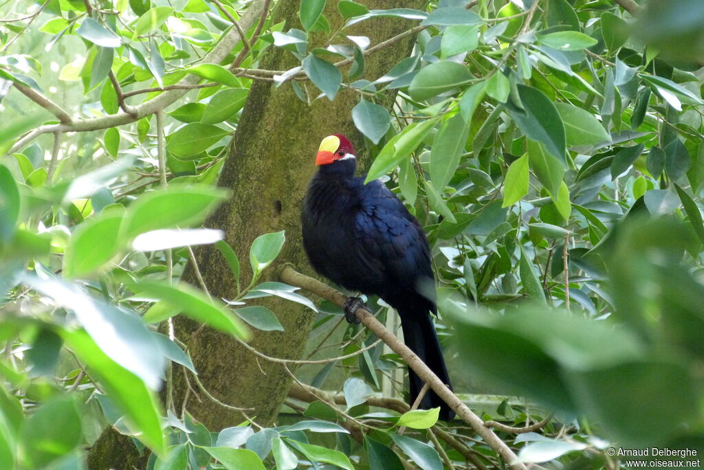 Violet Turaco