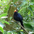 Touraco violet