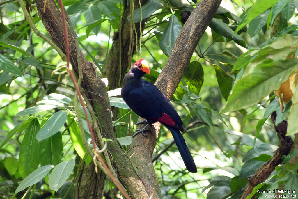 Violet Turaco