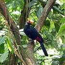 Touraco violet