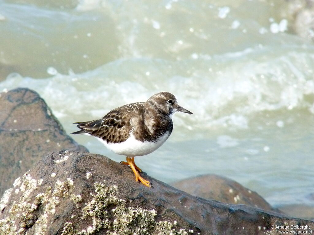 Ruddy Turnstone