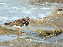 Ruddy Turnstone