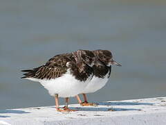 Ruddy Turnstone