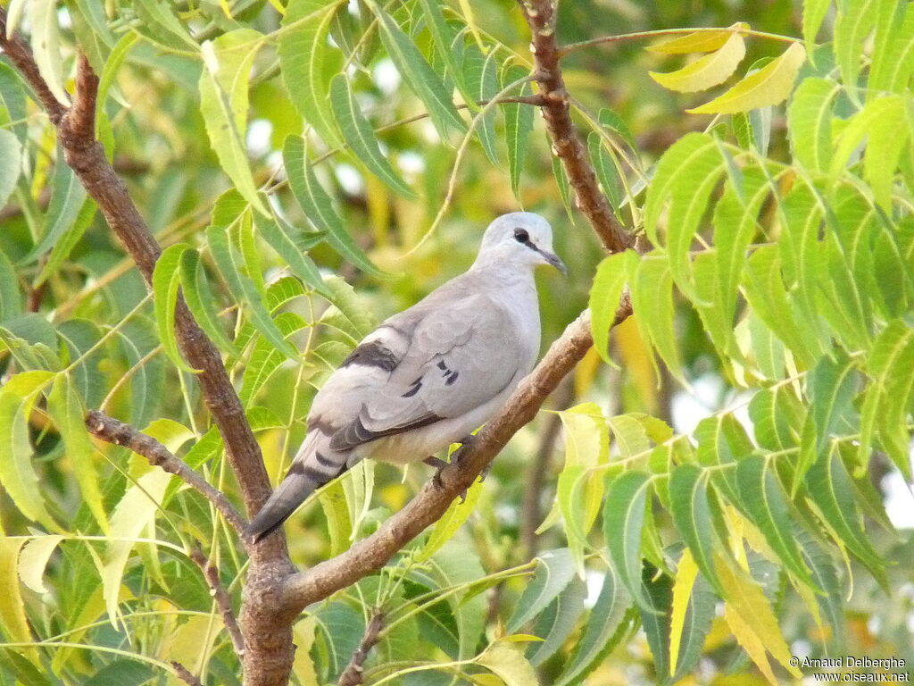 Black-billed Wood Dove